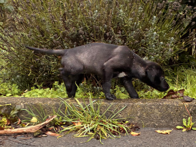 Beddlington x Whippet puppies in in Waterford