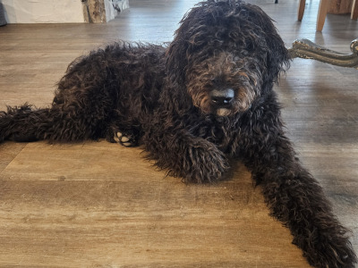 Last two Bordoodle puppies for sale in Mayo