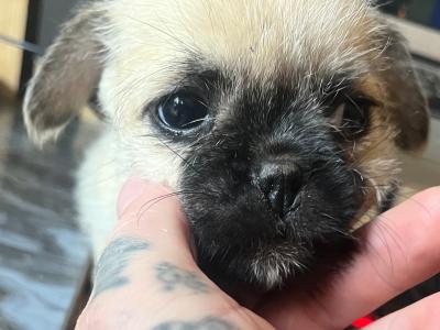 2 Pug X puppies in Carlow