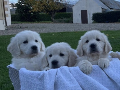 Gorgeous Golden Retriever puppies in Wexford 2 females & 2 males AVAILABLE STILL!