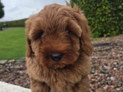 Cavapoo puppies in Wexford