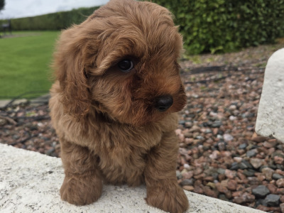 Cavapoo puppies in Wexford