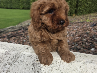 Cavapoo puppies in Wexford