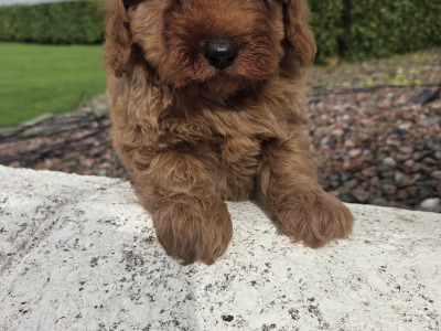 Cavapoo puppies in Wexford