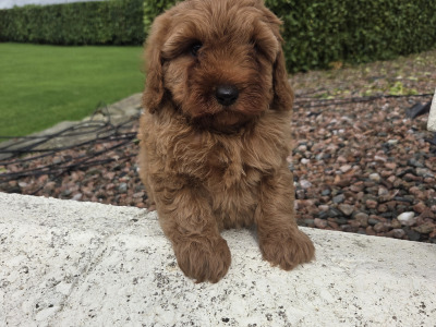 Cavapoo puppies in Wexford