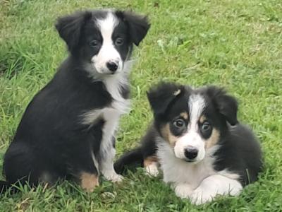 Blue Merle Border Collie puppies in Offaly