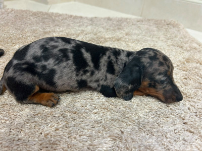 Beautiful miniature Dachshund puppies in Limerick