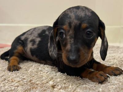 Beautiful miniature Dachshund puppies in Limerick