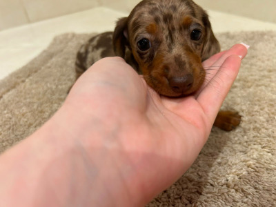 Beautiful miniature Dachshund puppies in Limerick
