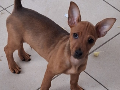 4 lovely miniature Pincher & miniature Doberman puppies,