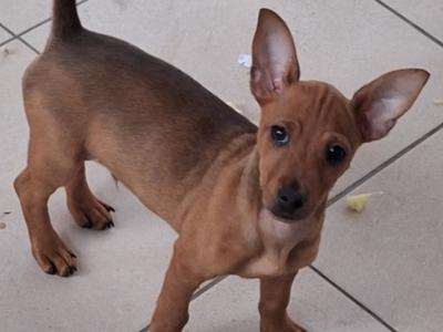 4 lovely miniature Pincher & miniature Dobermann puppies in Sligo