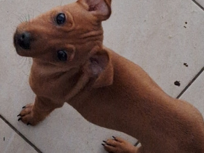 4 lovely miniature Pincher & miniature Doberman puppies,