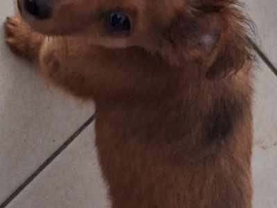 4 lovely miniature Pincher & miniature Doberman puppies,