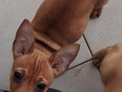 4 lovely miniature Pincher & miniature Doberman puppies,