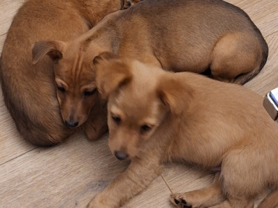 4 lovely miniature Pincher & miniature Doberman puppies,
