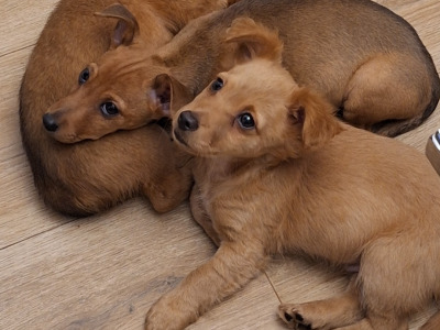 4 lovely miniature Pincher & miniature Doberman puppies,