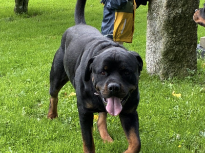 Male Rottweiler 27 months old IKC Registered