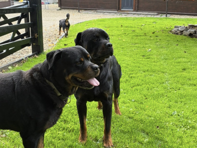 Male Rottweiler 27 months old IKC Registered