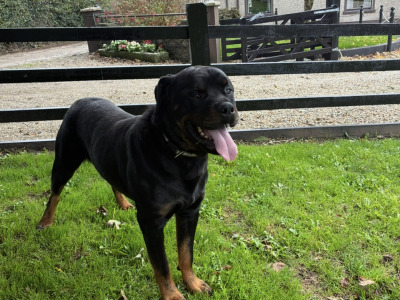 Male Rottweiler 27 months old IKC Registered