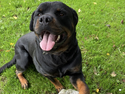 Male Rottweiler 27 months old IKC Registered