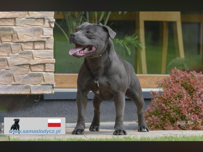 2 IKC Registered Blue males