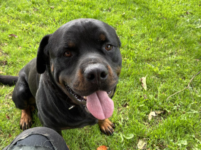 Male Rottweiler 27 months old IKC Registered