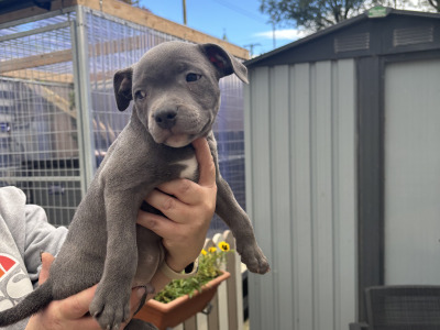 2 IKC Registered Blue males