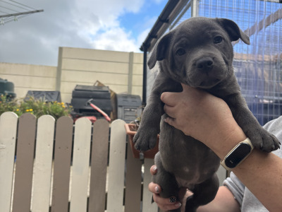 2 IKC Registered Blue males