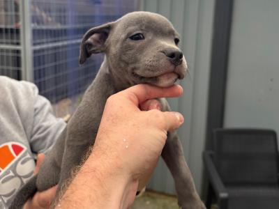 2 IKC Registered Blue males