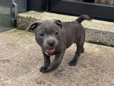 2 IKC Registered Blue males