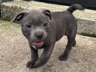 2 IKC Registered Blue male Staffordshire Bull Terrier puppies in Clare