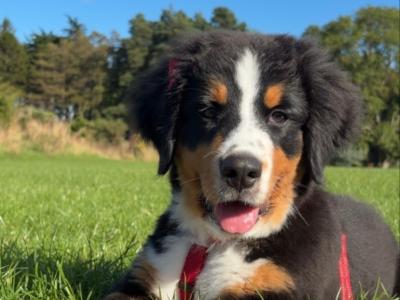 Female Bernese Mountain Dog puppy 4 months old in Dublin
