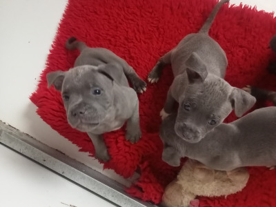 Top Pedigree Staffordshire Bull Terrier puppies in Offaly 🐾