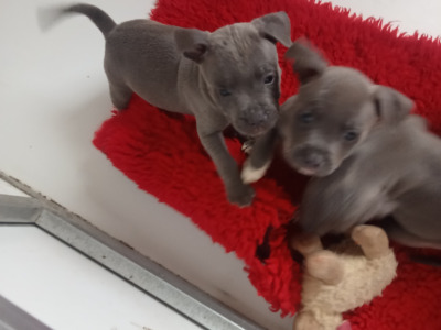 Top Pedigree Staffordshire Bull Terrier puppies in Offaly 🐾