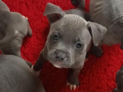 Top Pedigree Staffordshire Bull Terrier puppies in Offaly 🐾
