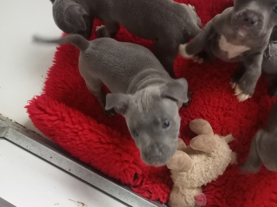 Top Pedigree Staffordshire Bull Terrier puppies in Offaly 🐾