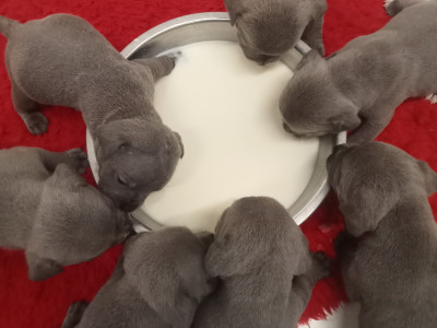 Top Pedigree Staffordshire Bull Terrier puppies in Offaly 🐾