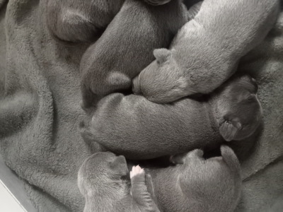 Top Pedigree Staffordshire Bull Terrier puppies in Offaly 🐾