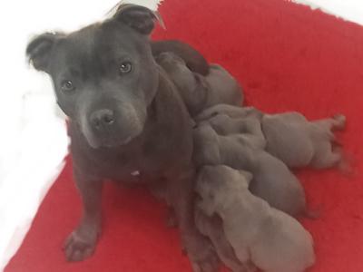 Top Pedigree Staffordshire Bull Terrier puppies in Offaly 🐾