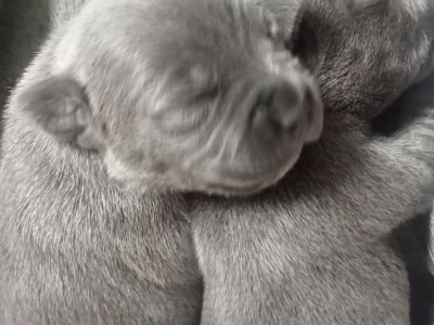 Top Pedigree Staffordshire Bull Terrier puppies in Offaly 🐾