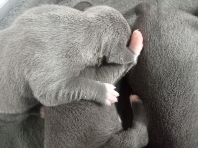 Top Pedigree Staffordshire Bull Terrier puppies in Offaly 🐾