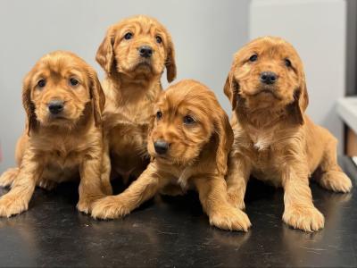 Golden Cocker Spaniel pups