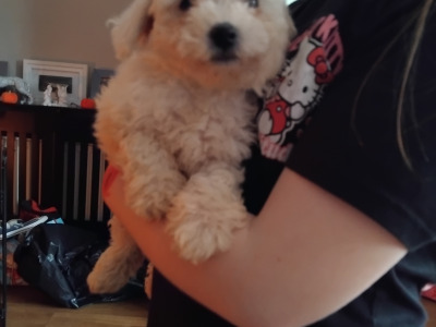 Two female Bichon Frise puppies 9 weeks old in Kildare