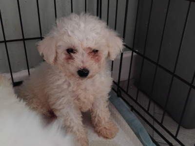 Two female Bichon Frise puppies 9 weeks old in Kildare