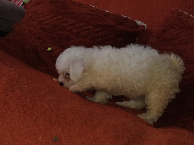 Two female Bichon Frise puppies 9 weeks old in Kildare