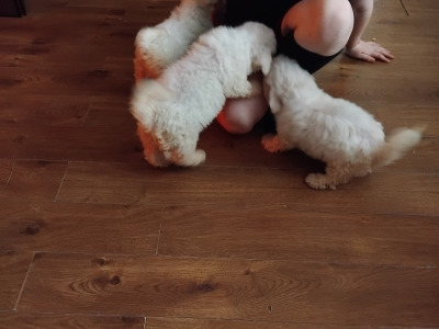 Two female Bichon Frise puppies 9 weeks old in Kildare