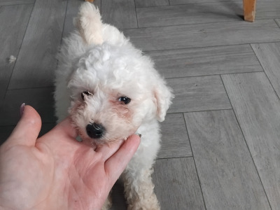 Two female Bichon Frise puppies 9 weeks old in Kildare