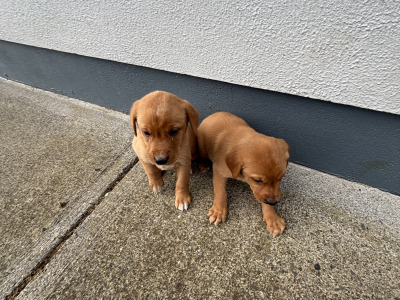 Beautiful IKC Registered Labrador puppies in Cavan