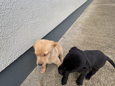Beautiful IKC Registered Labrador puppies in Cavan
