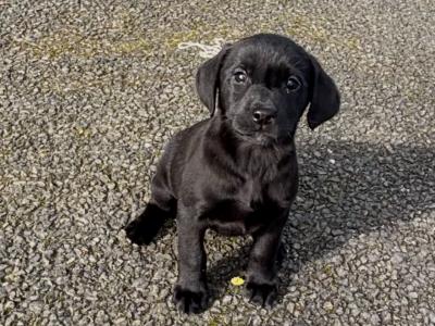 Beautiful IKC Registered Labrador puppies in Cavan